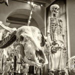 Skelett - Foto Schindelbeck