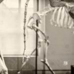 Skelett - Foto Schindelbeck