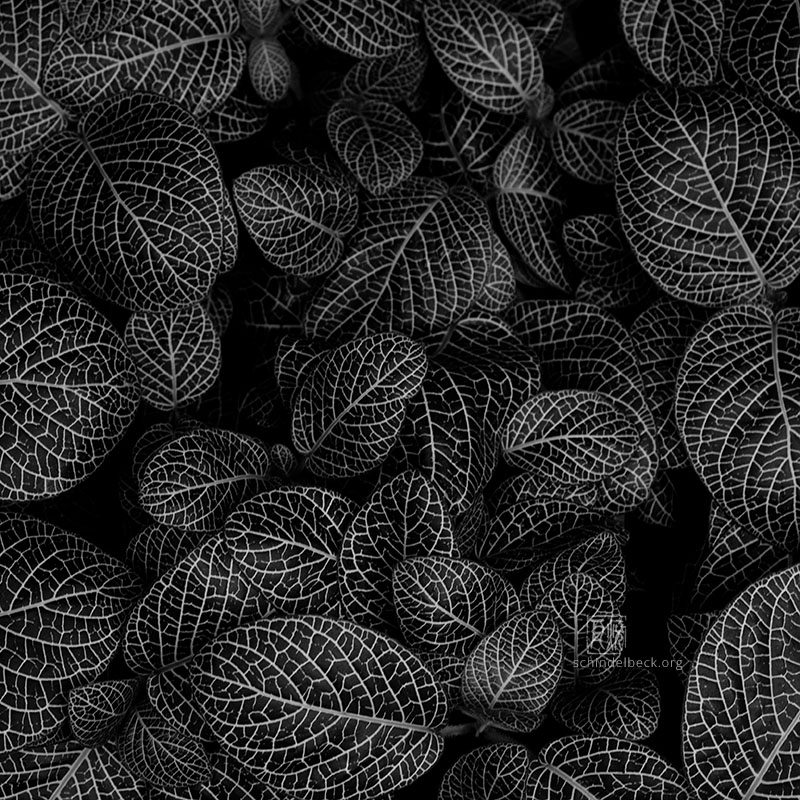 Blätter - Leaves - Photo: Schindelbeck