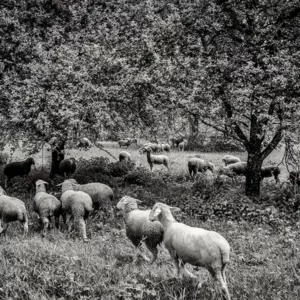 Schafe - Vorschaubild