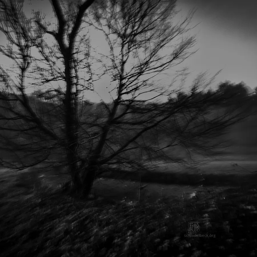 Baum im Ulfenbachtal - Schindelbeck Fotografie