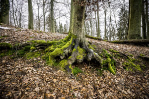 Amorbach - Out for a walk - Schindelbeck Fotografie