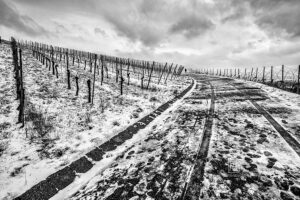Weinberge im Schnee bei Erlenbach - Fotos Schindelbeck Fotografie