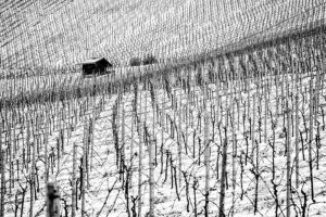 Weinberge im Schnee bei Erlenbach - Fotos Schindelbeck Fotografie