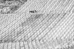 Weinberge im Schnee bei Erlenbach - Fotos Schindelbeck Fotografie