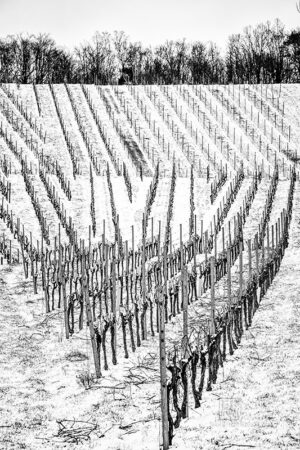 Weinberge im Schnee bei Erlenbach - Fotos Schindelbeck Fotografie
