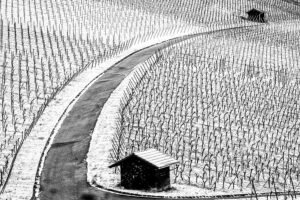 Weinberge im Schnee bei Erlenbach - Fotos Schindelbeck Fotografie
