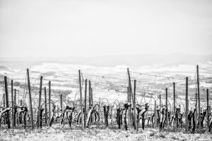 Weinberge im Schnee bei Erlenbach - Fotos Schindelbeck Fotografie