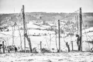 Weinberge im Schnee bei Erlenbach - Fotos Schindelbeck Fotografie