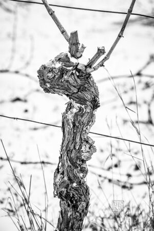 Weinberge im Schnee bei Erlenbach - Fotos Schindelbeck Fotografie