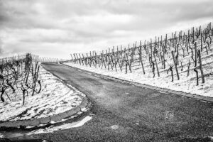 Weinberge im Schnee bei Erlenbach - Fotos Schindelbeck Fotografie