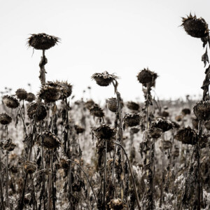Out For A Walk - Landschaftsfotografie Frank Schindelbeck