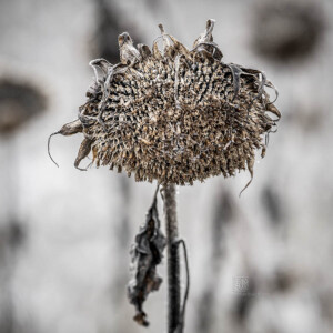 Out For A Walk - Landschaftsfotografie Frank Schindelbeck