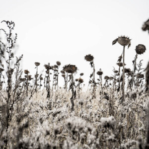 Out For A Walk - Landschaftsfotografie Frank Schindelbeck