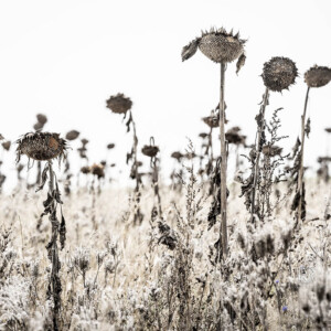 Out For A Walk - Landschaftsfotografie Frank Schindelbeck