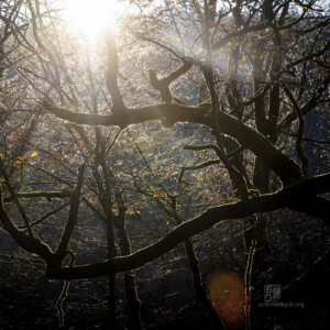 Out For A Walk - Landschaftsfotografie Frank Schindelbeck