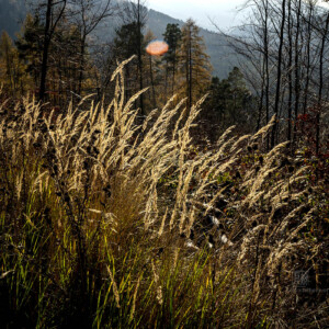 Out For A Walk - Landschaftsfotografie Frank Schindelbeck