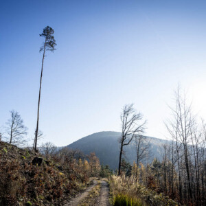 Out For A Walk - Landschaftsfotografie Frank Schindelbeck
