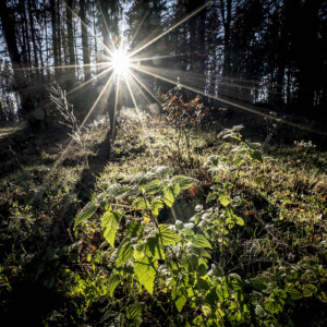 Out For A Walk - Landschaftsfotografie Frank Schindelbeck