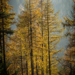 Out For A Walk - Landschaftsfotografie Frank Schindelbeck