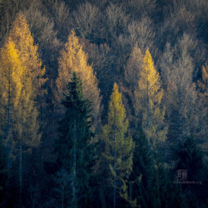 Out For A Walk - Landschaftsfotografie Frank Schindelbeck